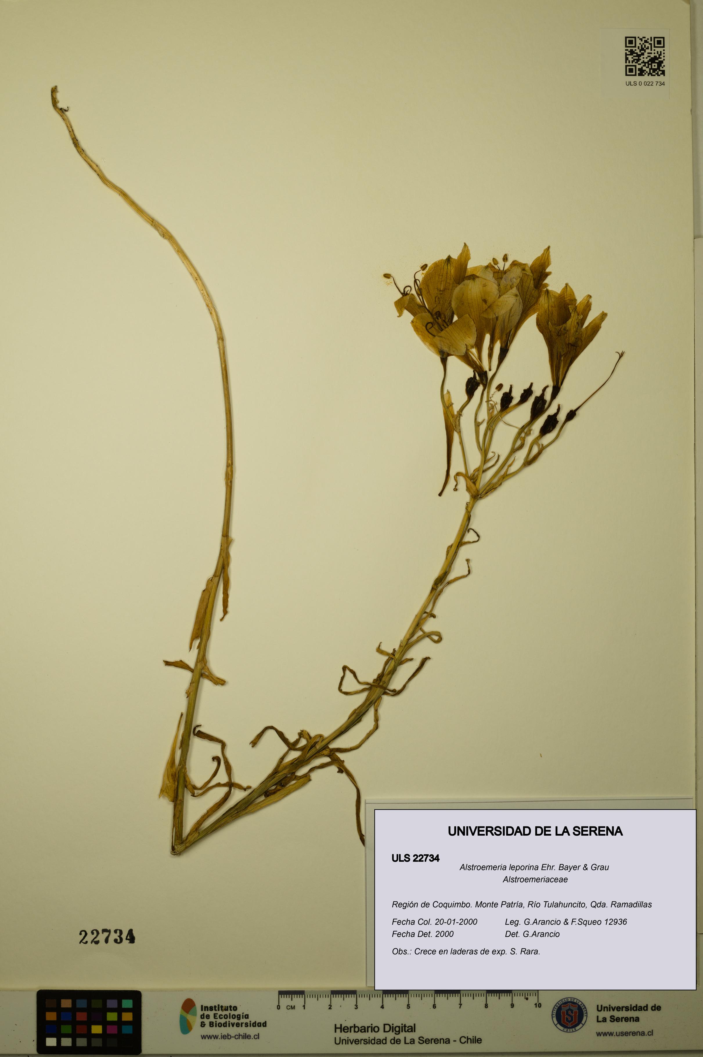 Alstroemeria leporina [Espécimen: ULS:ULS:0022734]