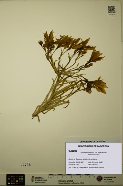 Alstroemeria leporina [Espécimen: ULS:ULS:0022735]