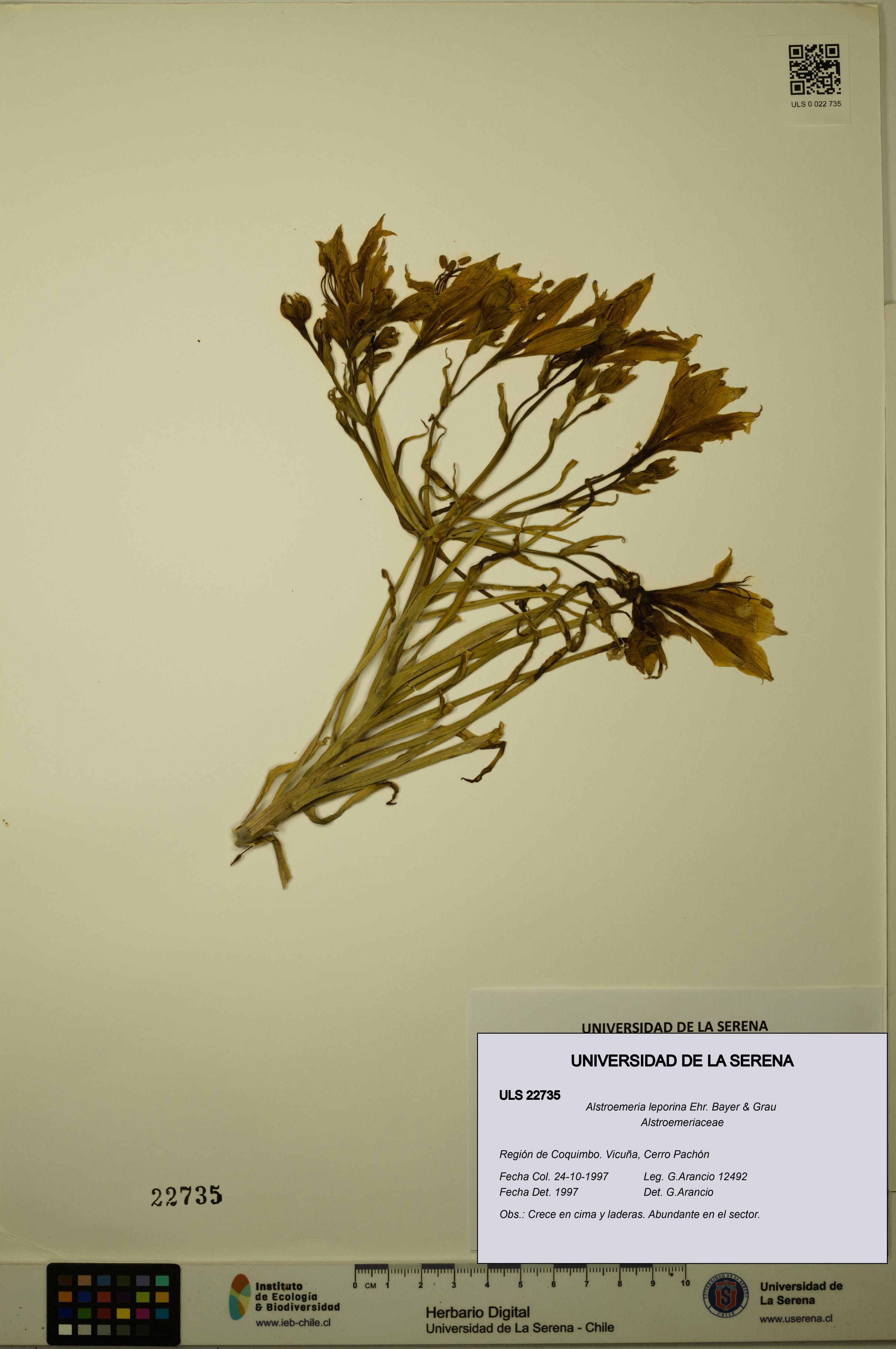 Alstroemeria leporina [Espécimen: ULS:ULS:0022735]