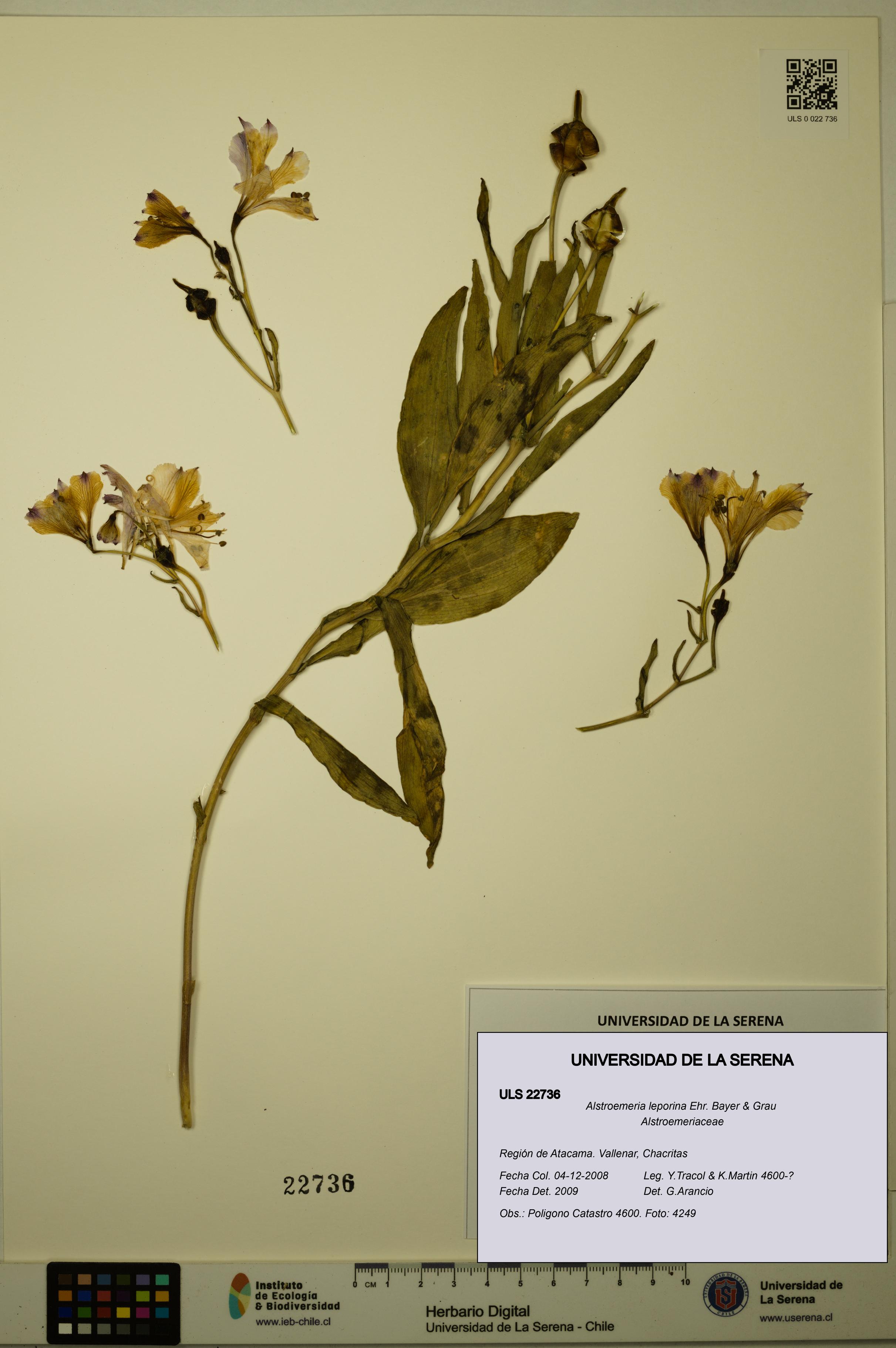Alstroemeria leporina [Espécimen: ULS:ULS:0022736]