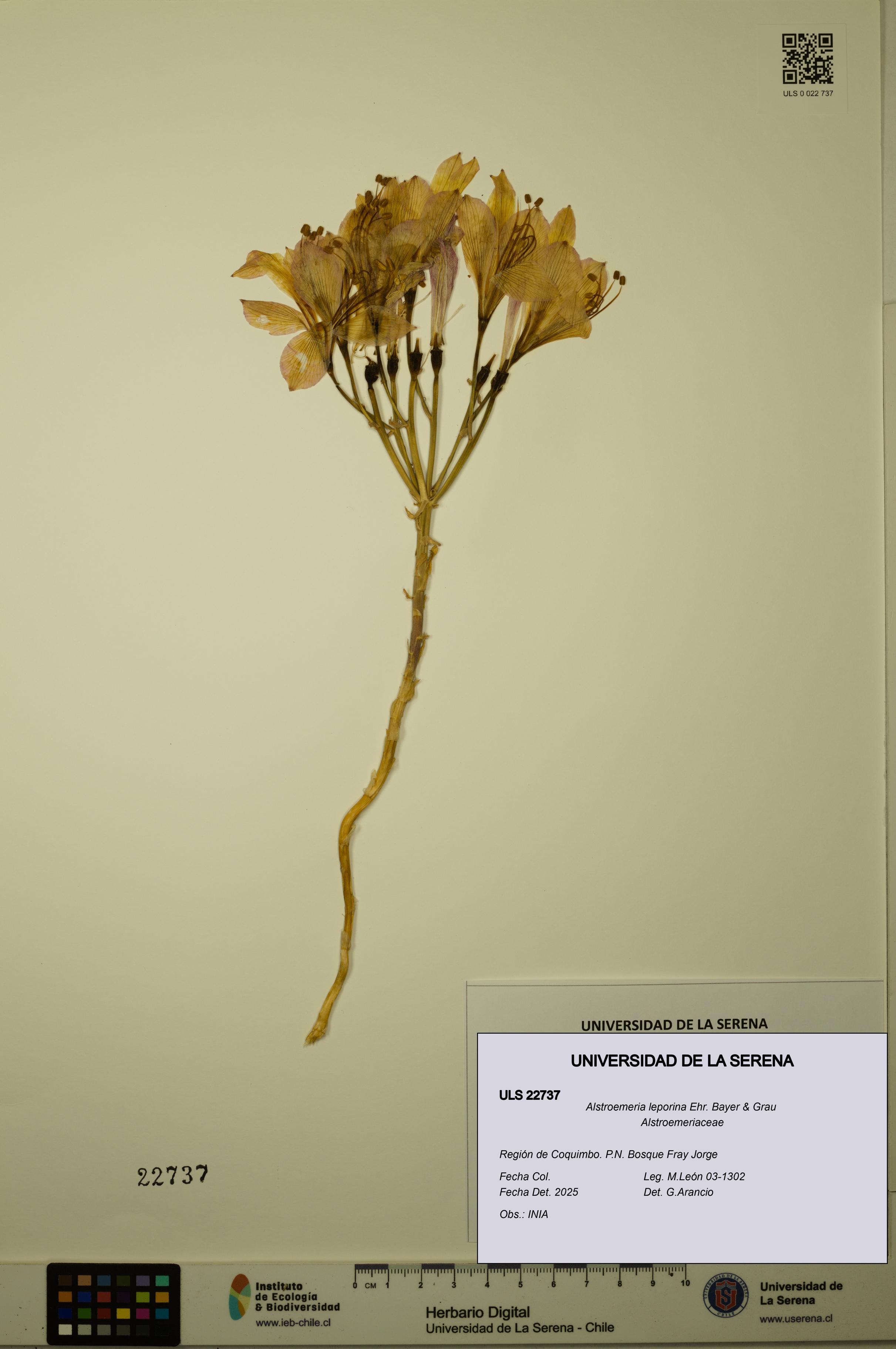 Alstroemeria leporina [Espécimen: ULS:ULS:0022737]