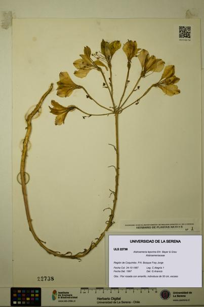 Alstroemeria leporina [Espécimen: ULS:ULS:0022738]