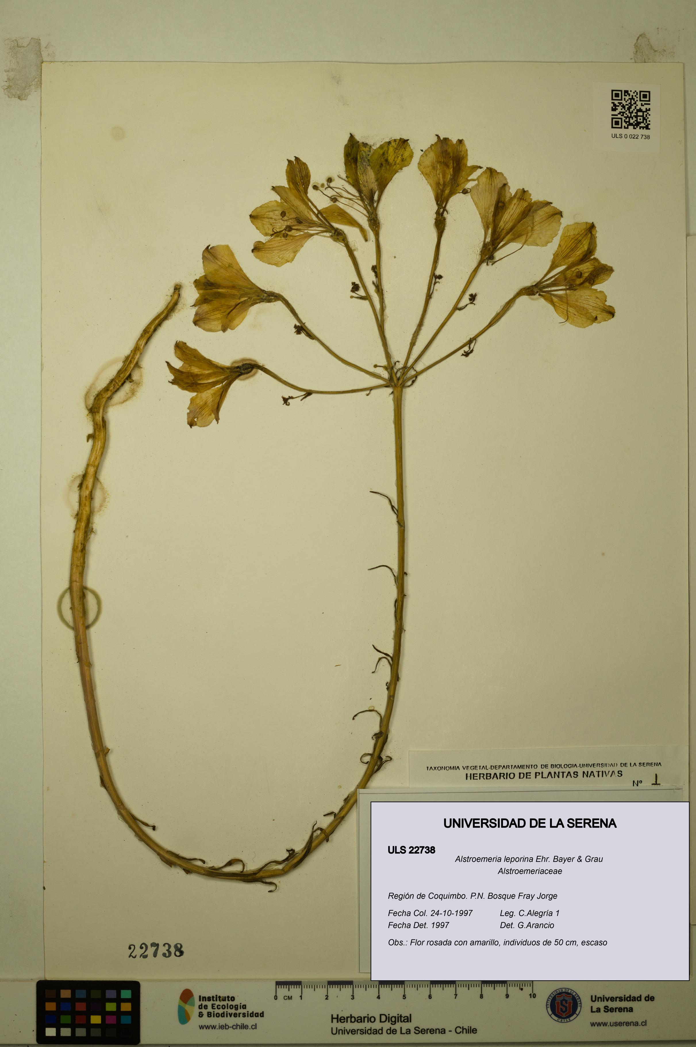 Alstroemeria leporina [Espécimen: ULS:ULS:0022738]