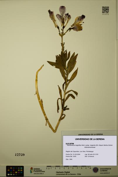 Alstroemeria magnifica subsp. magenta [Espécimen: ULS:ULS:0022739]
