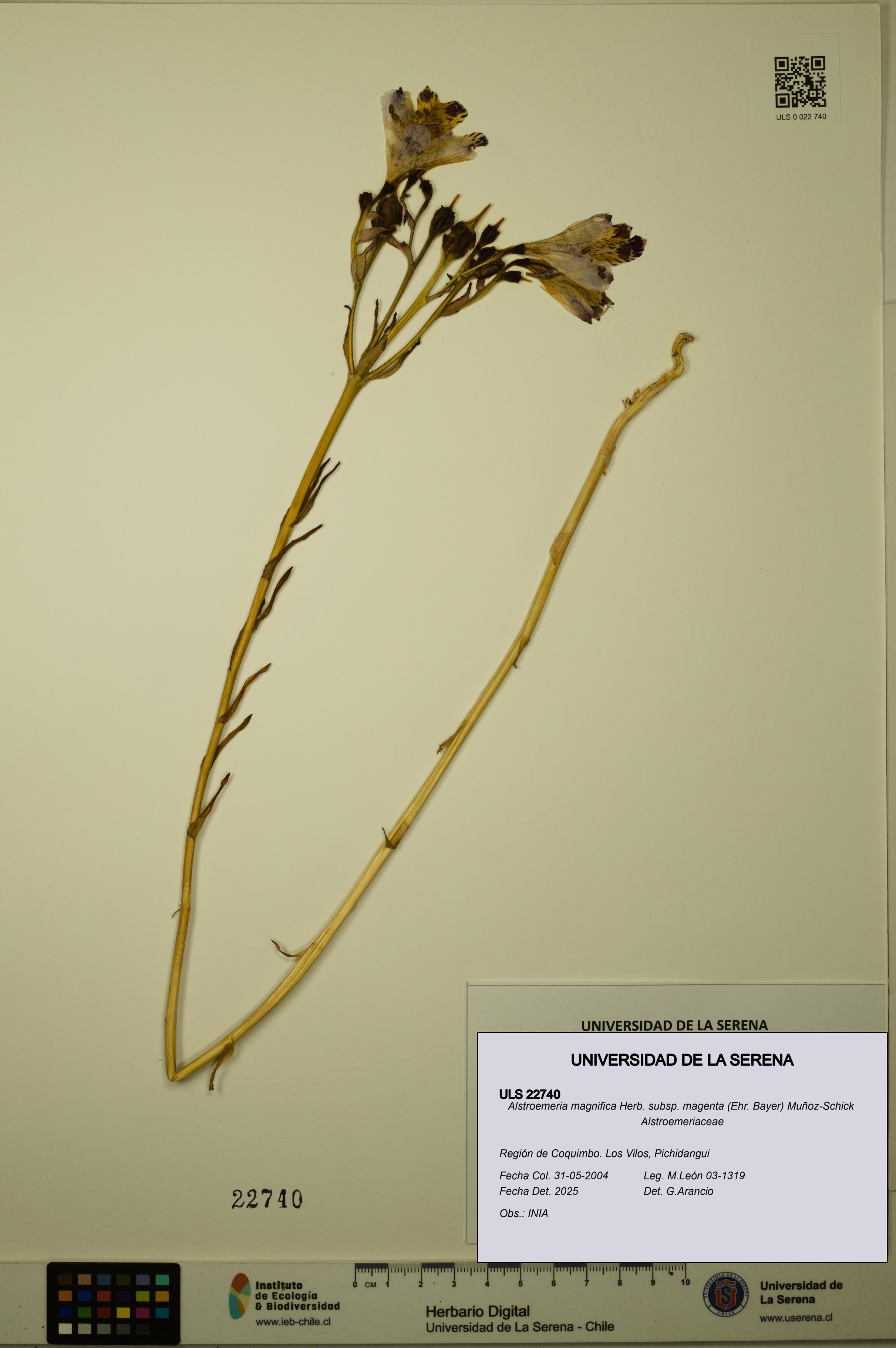 Alstroemeria magnifica subsp. magenta [Espécimen: ULS:ULS:0022740]