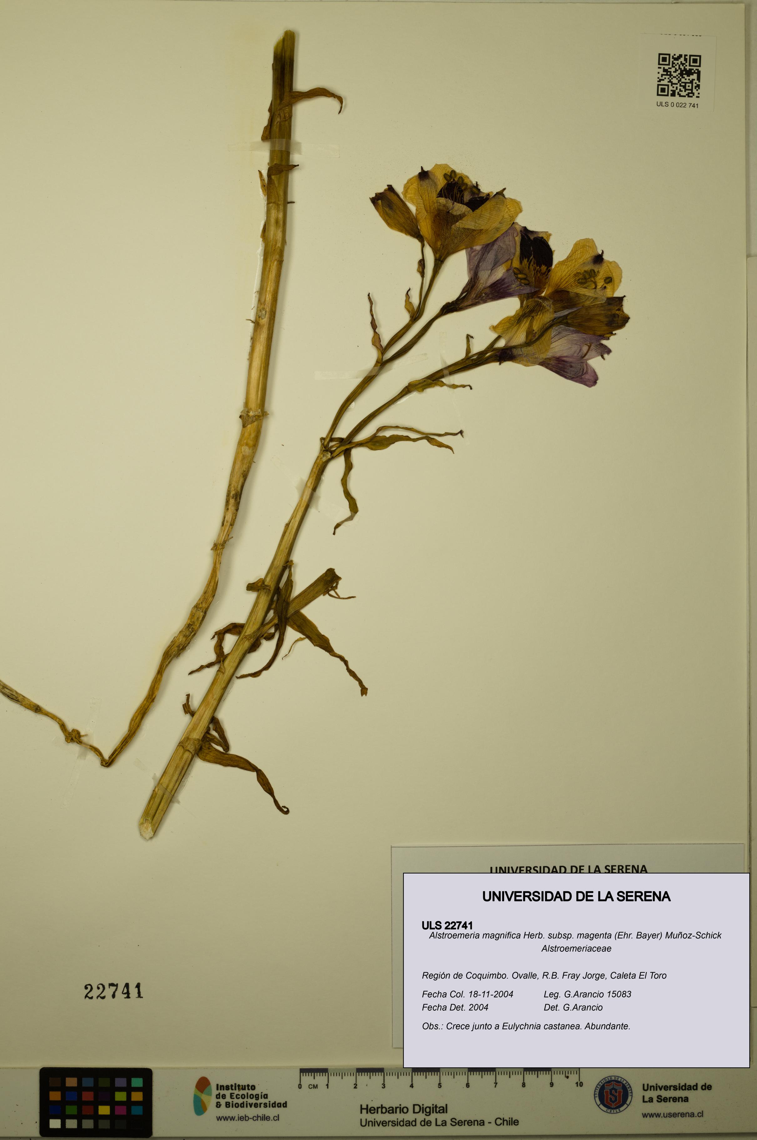 Alstroemeria magnifica subsp. magenta [Espécimen: ULS:ULS:0022741]