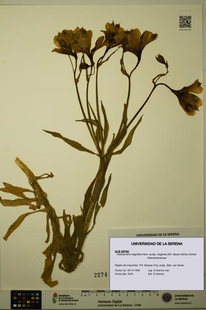 Alstroemeria magnifica subsp. magenta [Espécimen: ULS:ULS:0022742]