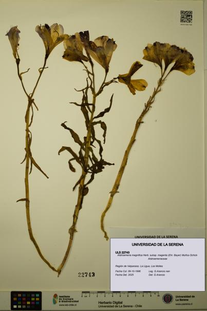 Alstroemeria magnifica subsp. magenta [Espécimen: ULS:ULS:0022743]