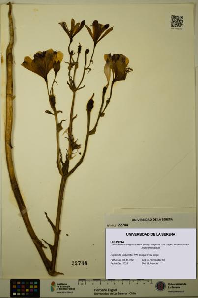 Alstroemeria magnifica subsp. magenta [Espécimen: ULS:ULS:0022744]