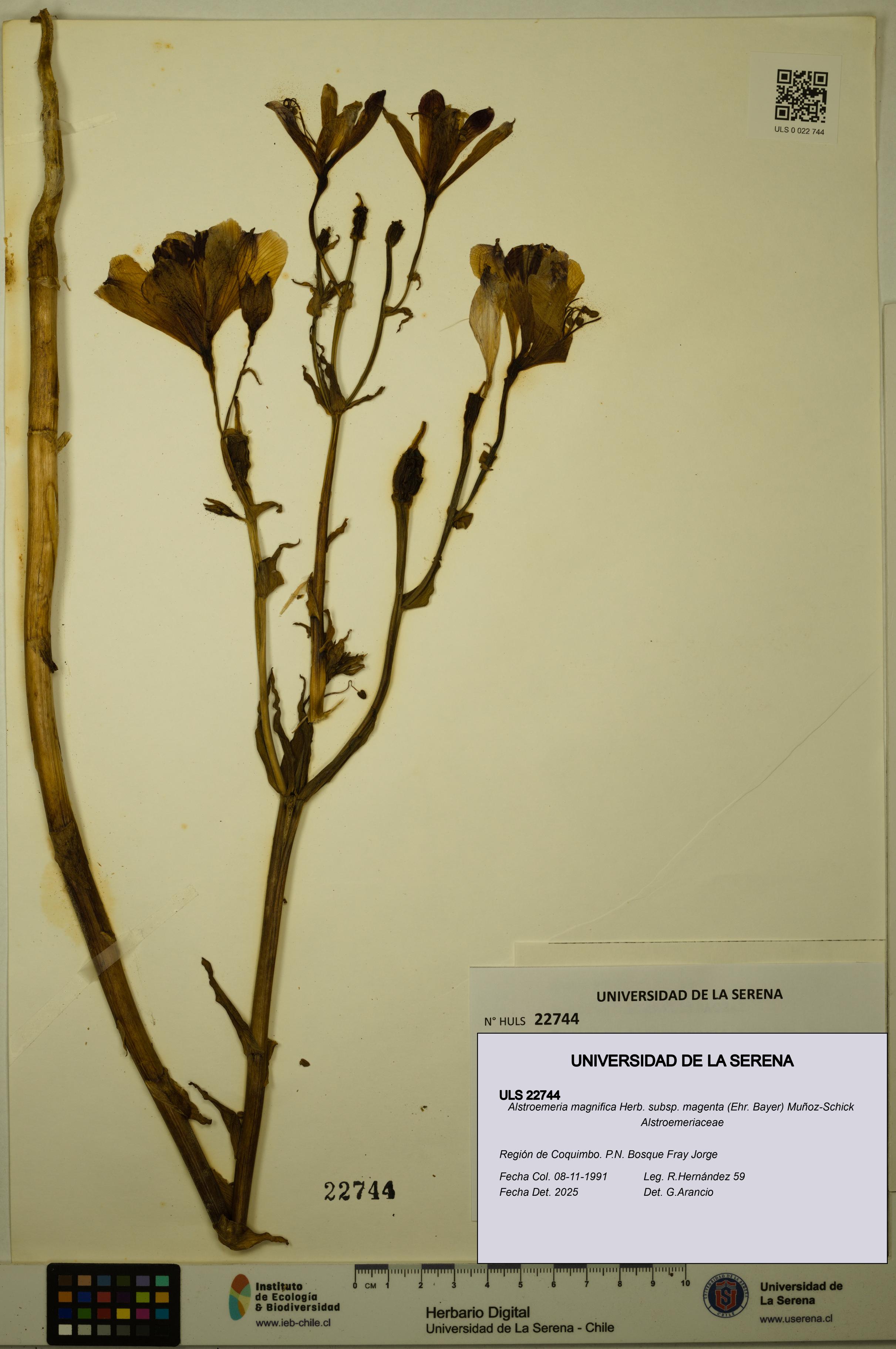 Alstroemeria magnifica subsp. magenta [Espécimen: ULS:ULS:0022744]