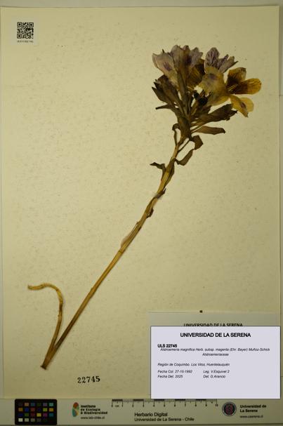 Alstroemeria magnifica subsp. magenta [Espécimen: ULS:ULS:0022745]