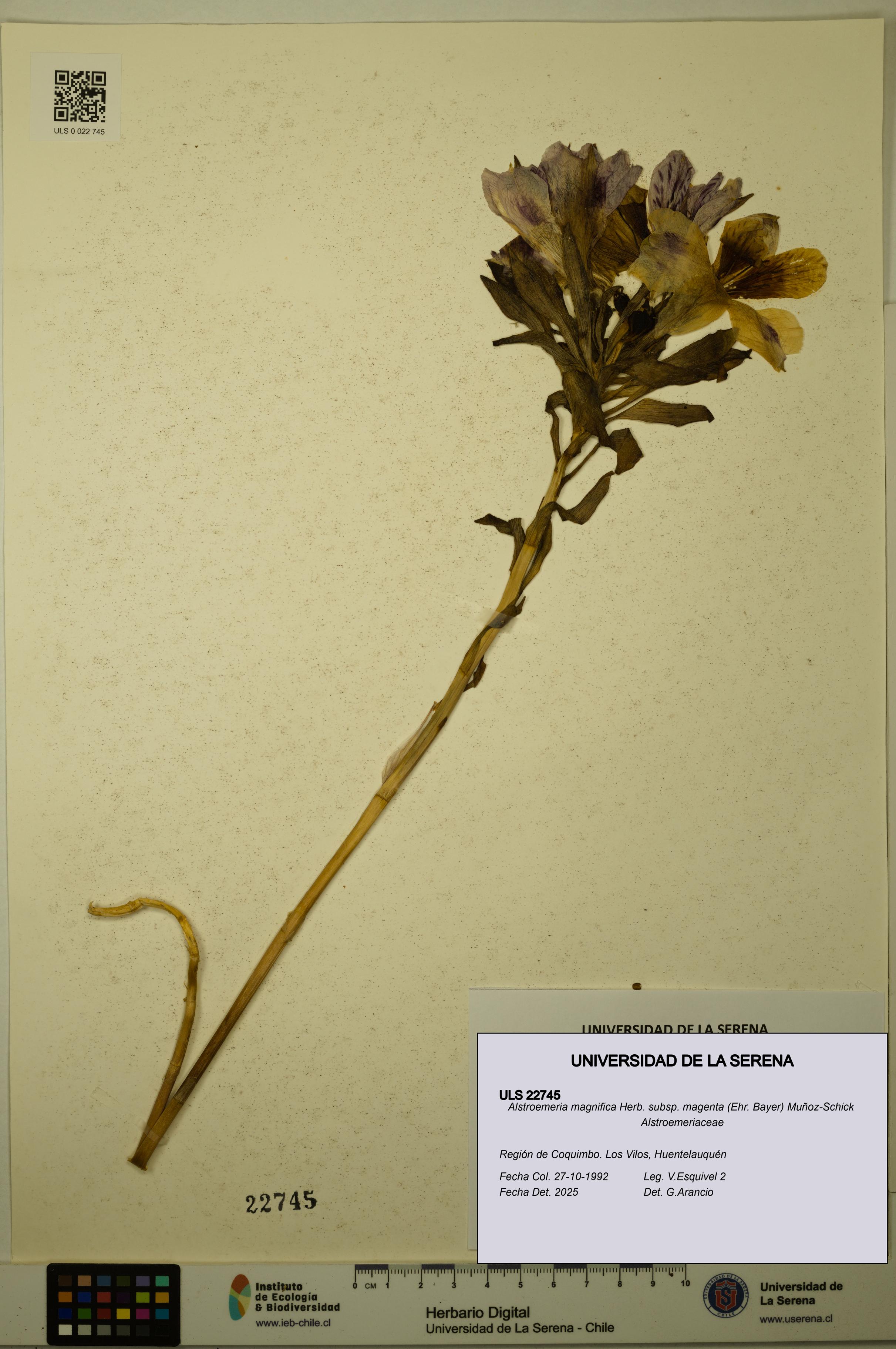 Alstroemeria magnifica subsp. magenta [Espécimen: ULS:ULS:0022745]
