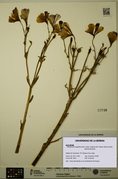 Alstroemeria magnifica subsp. magenta [Espécimen: ULS:ULS:0022746]