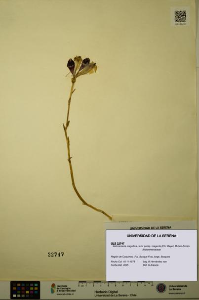 Alstroemeria magnifica subsp. magenta [Espécimen: ULS:ULS:0022747]