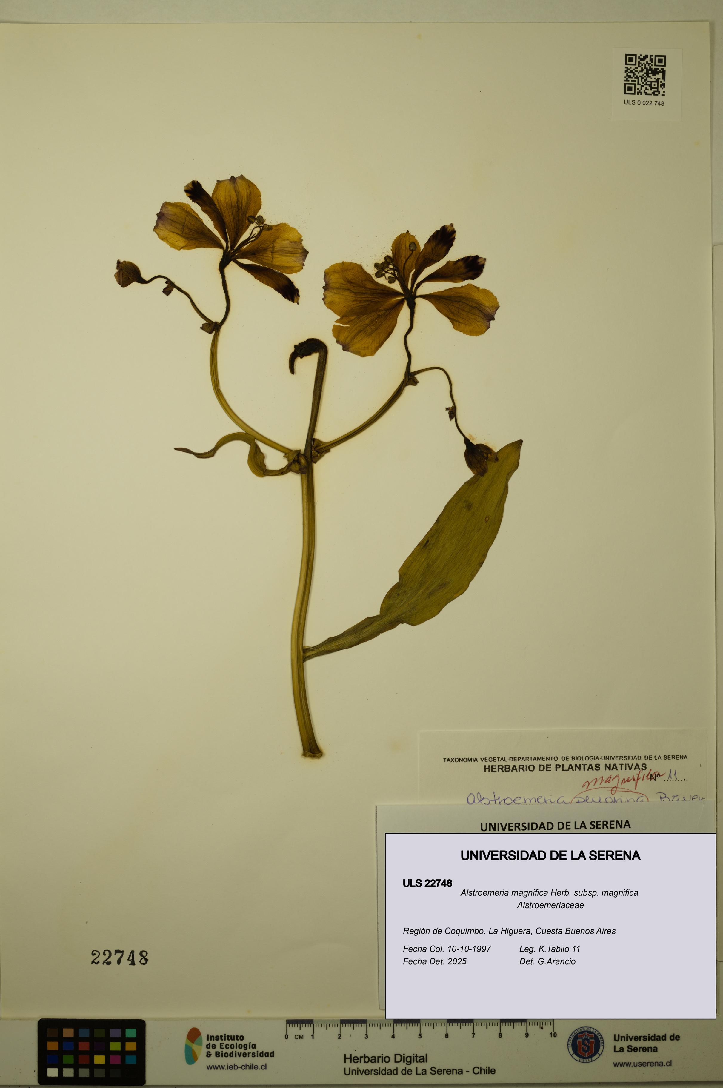 Alstroemeria magnifica [Espécimen: ULS:ULS:0022748]