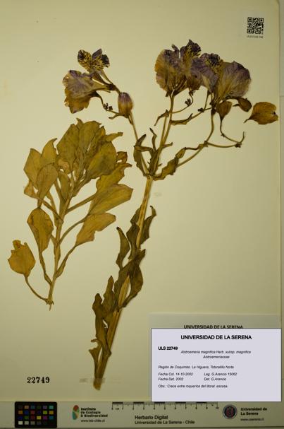 Alstroemeria magnifica [Espécimen: ULS:ULS:0022749]