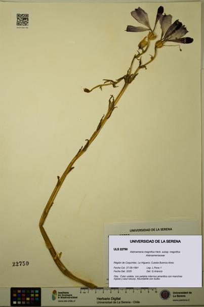 Alstroemeria magnifica [Espécimen: ULS:ULS:0022750]