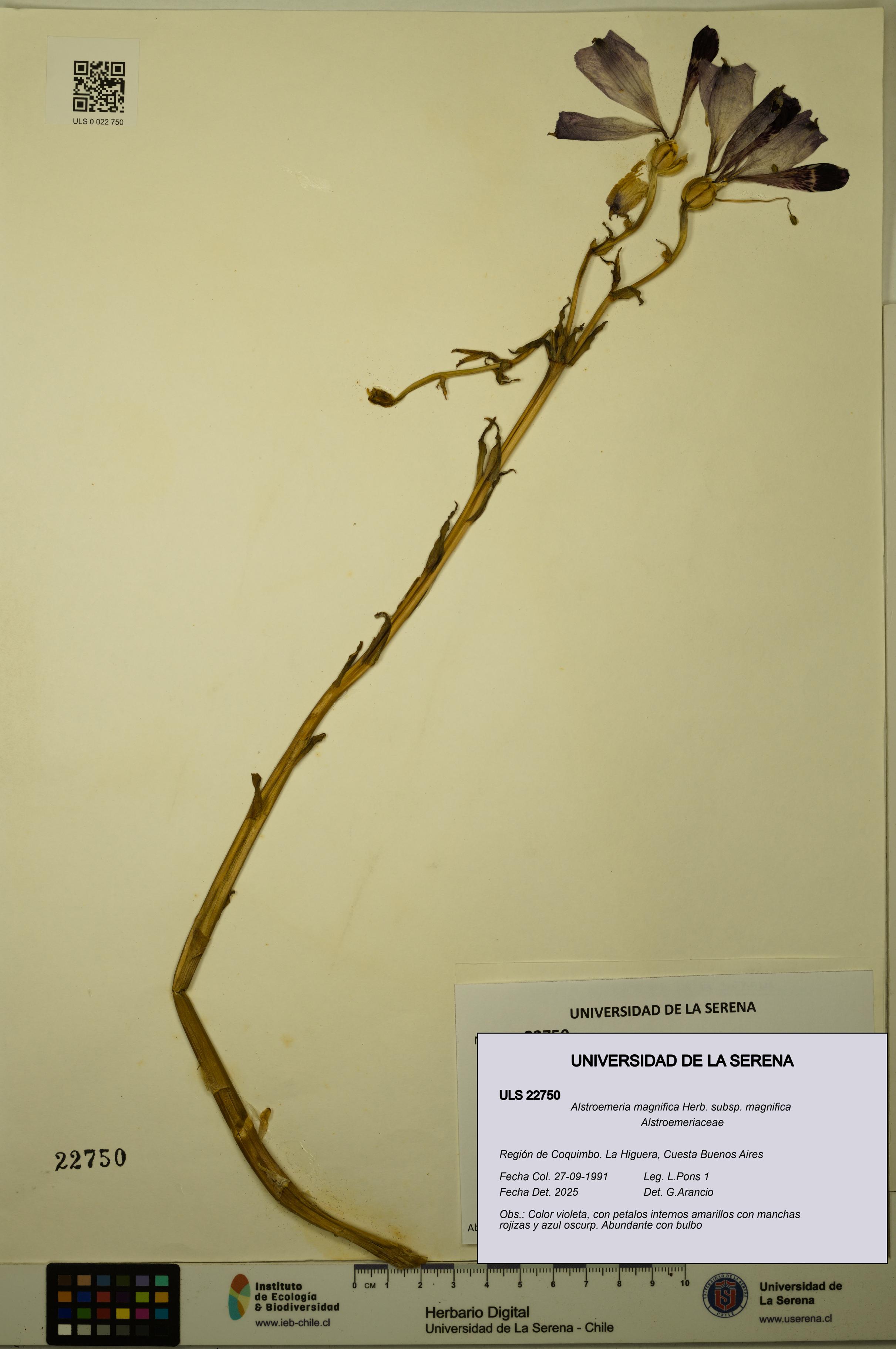 Alstroemeria magnifica [Espécimen: ULS:ULS:0022750]