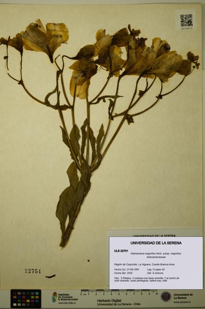 Alstroemeria magnifica [Espécimen: ULS:ULS:0022751]