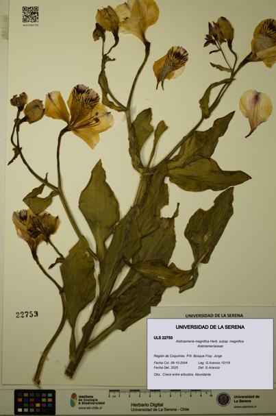Alstroemeria magnifica [Espécimen: ULS:ULS:0022753]
