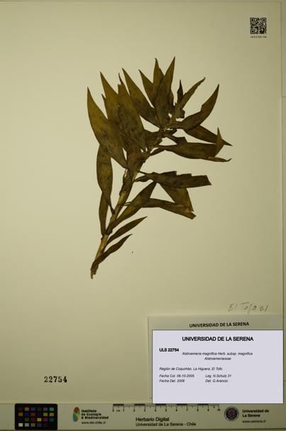 Alstroemeria magnifica [Espécimen: ULS:ULS:0022754]