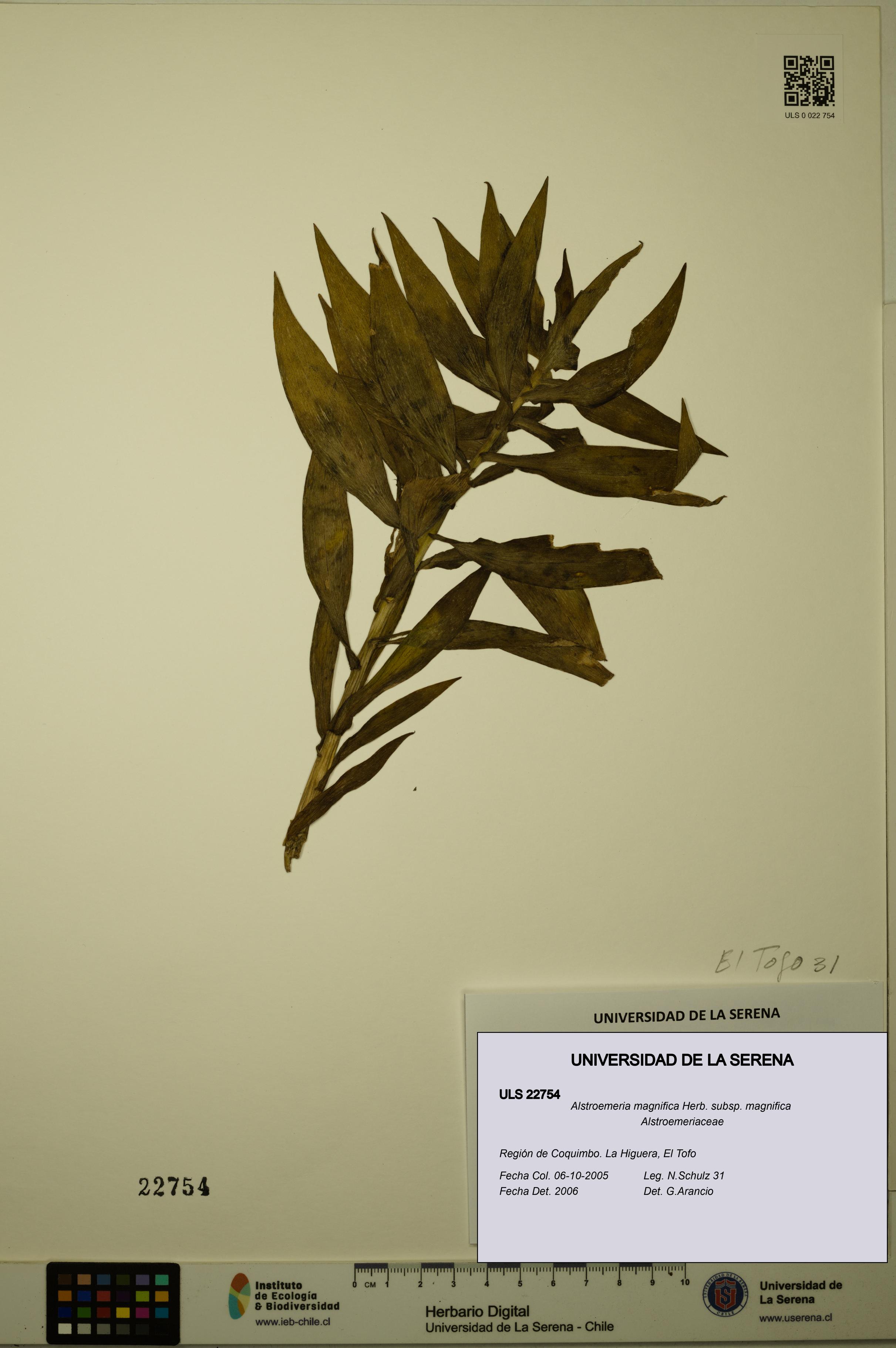 Alstroemeria magnifica [Espécimen: ULS:ULS:0022754]