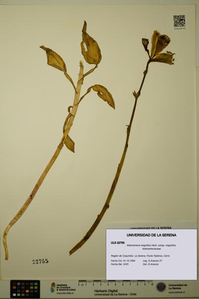 Alstroemeria magnifica [Espécimen: ULS:ULS:0022755]
