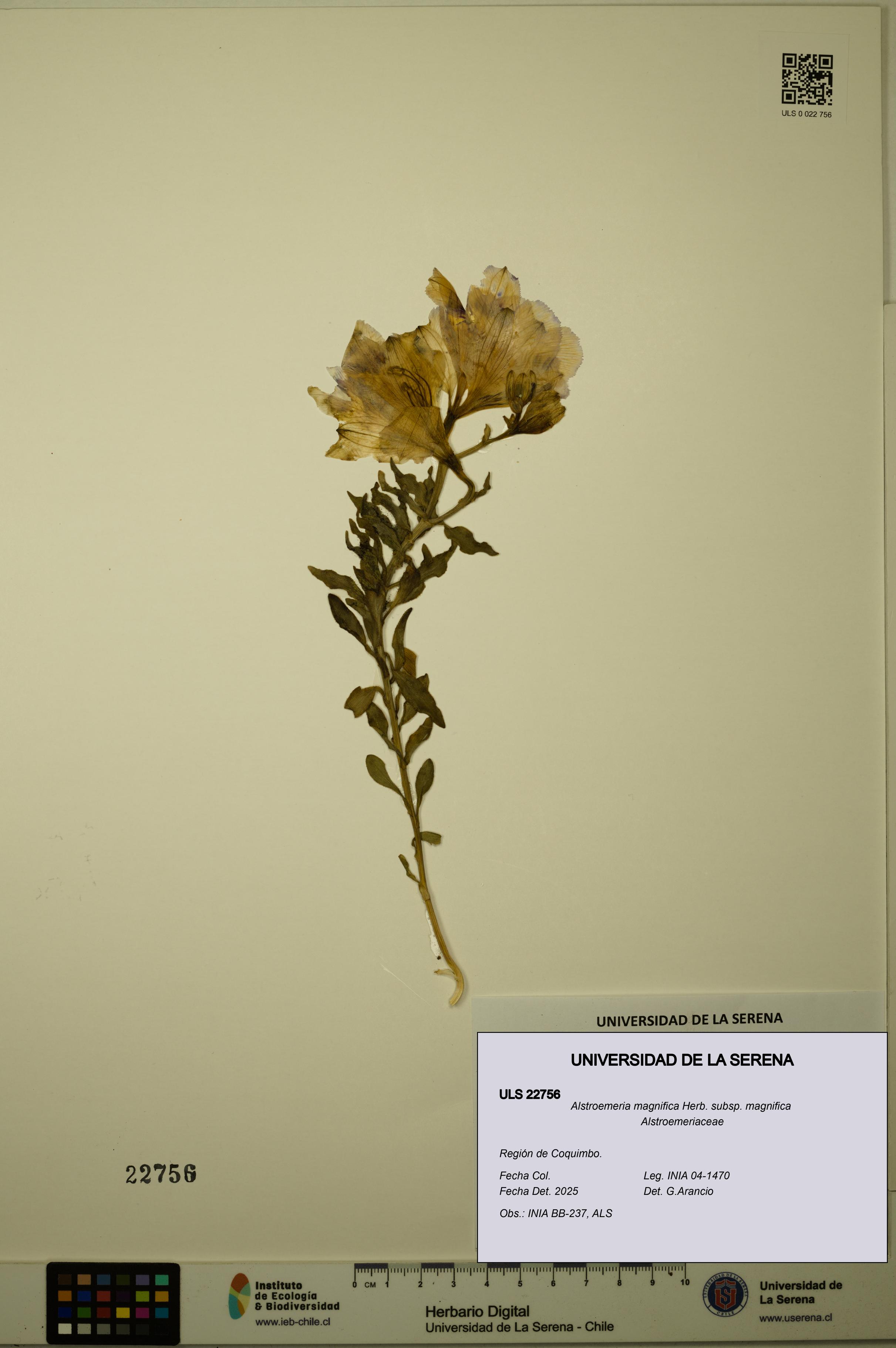 Alstroemeria magnifica [Espécimen: ULS:ULS:0022756]