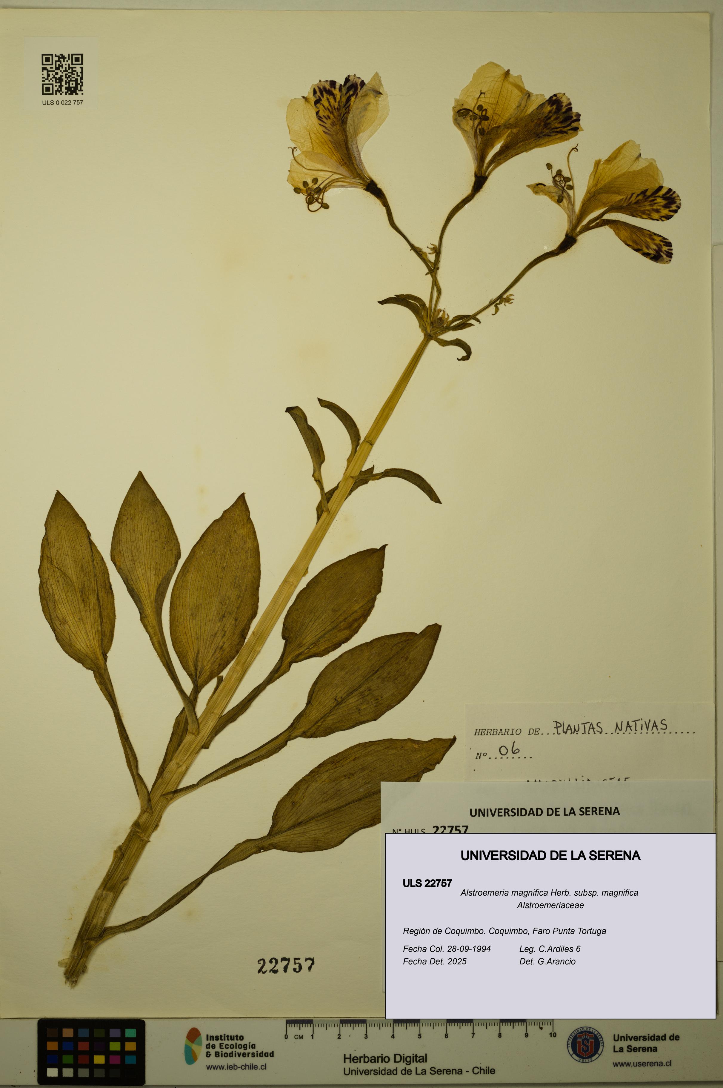 Alstroemeria magnifica [Espécimen: ULS:ULS:0022757]