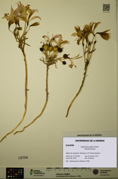 Alstroemeria pallida [Espécimen: ULS:ULS:0022758]