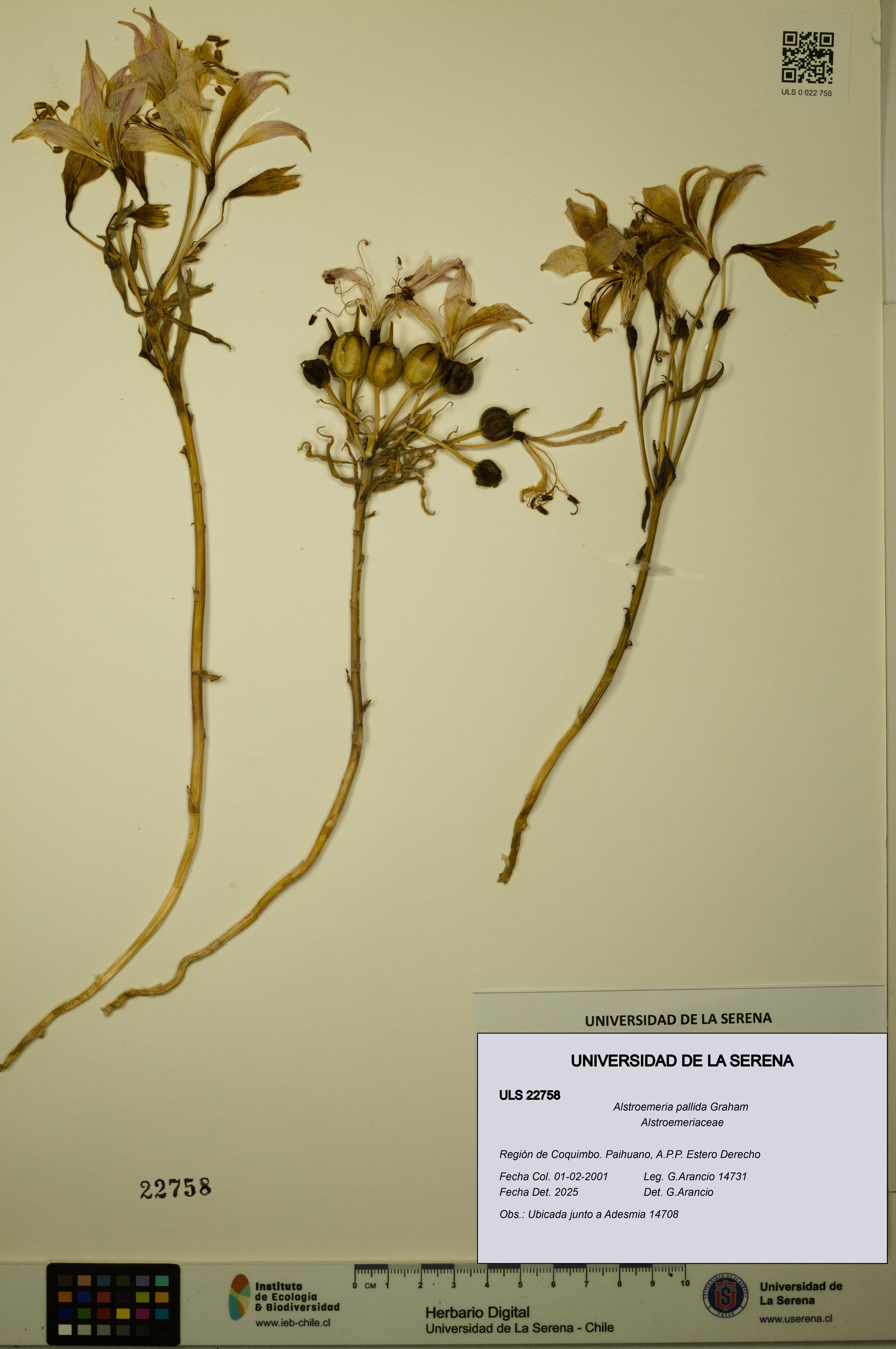 Alstroemeria pallida [Espécimen: ULS:ULS:0022758]