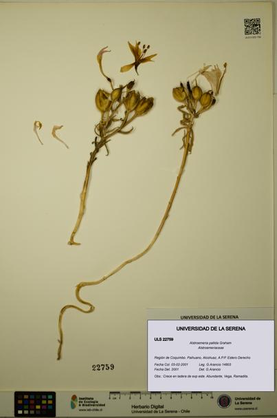 Alstroemeria pallida [Espécimen: ULS:ULS:0022759]