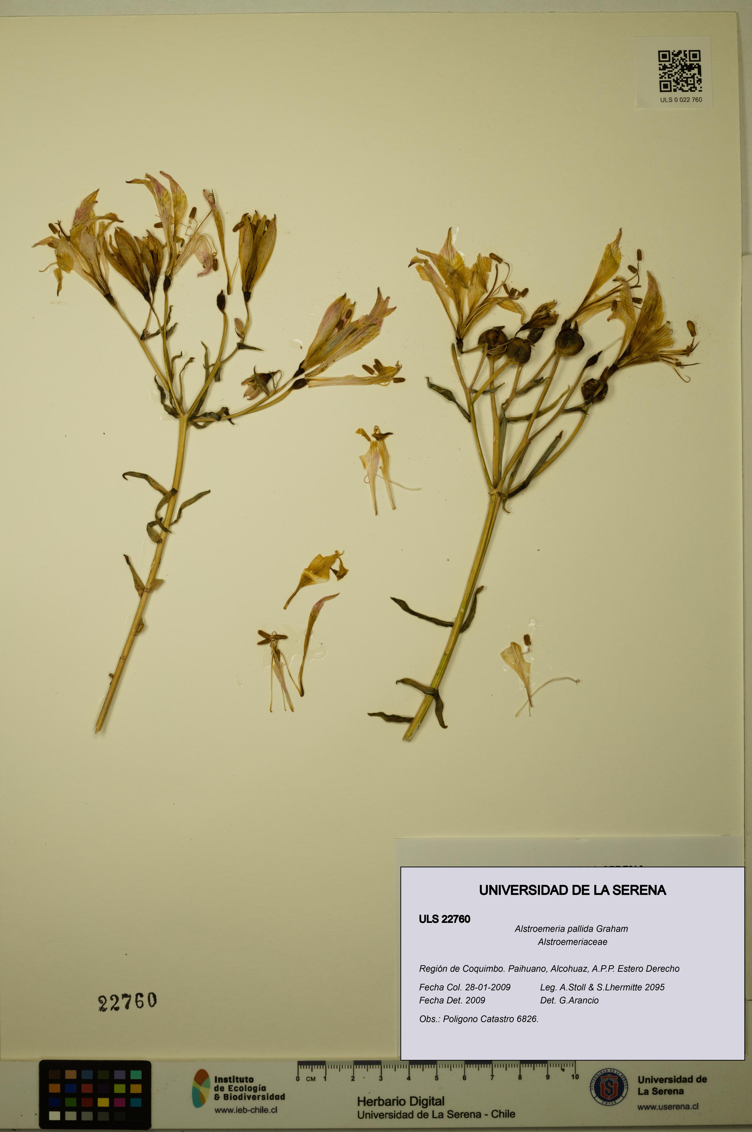 Alstroemeria pallida [Espécimen: ULS:ULS:0022760]