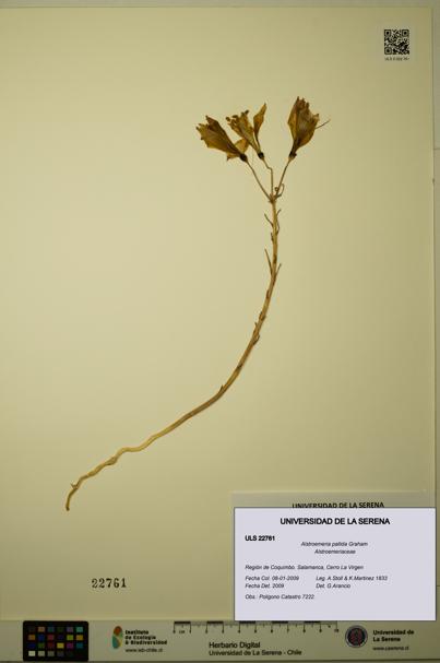 Alstroemeria pallida [Espécimen: ULS:ULS:0022761]