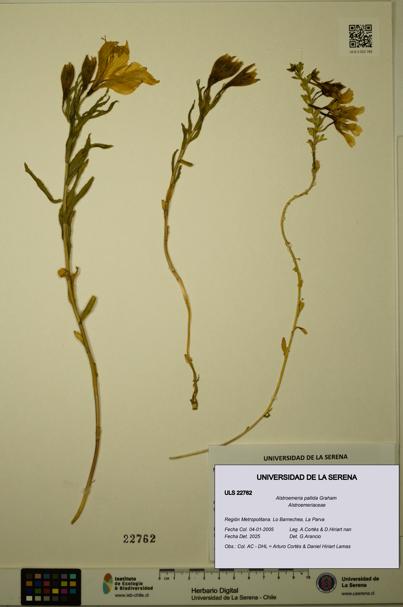 Alstroemeria pallida [Espécimen: ULS:ULS:0022762]