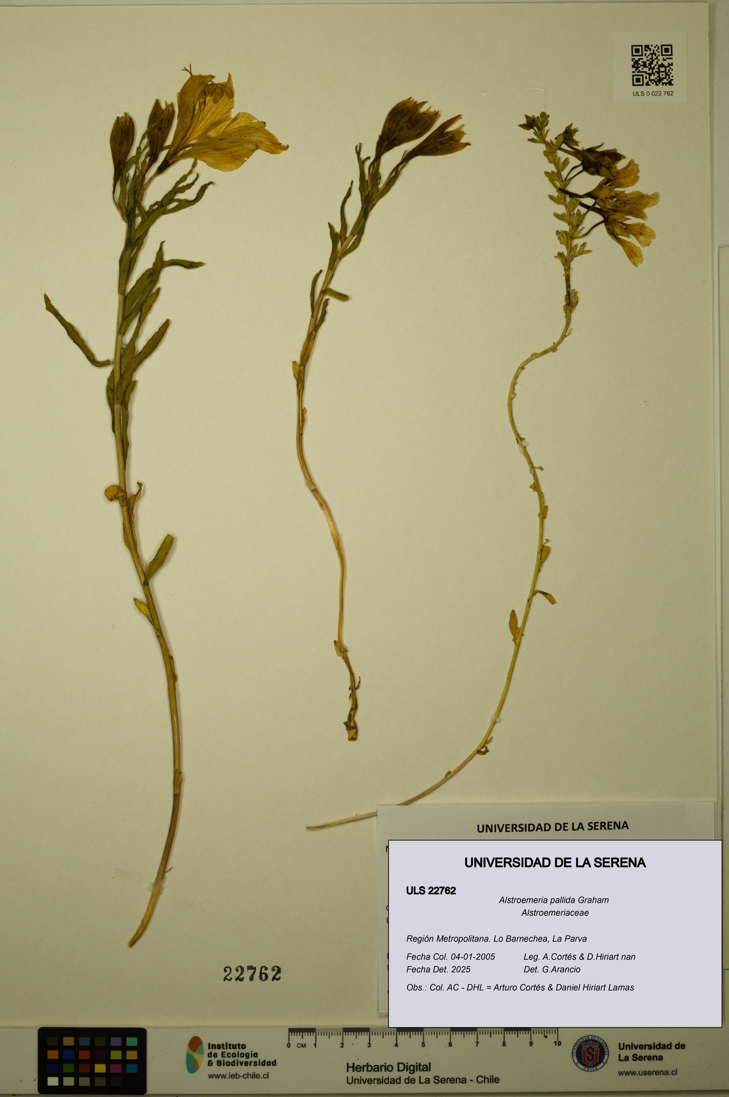 Alstroemeria pallida [Espécimen: ULS:ULS:0022762]