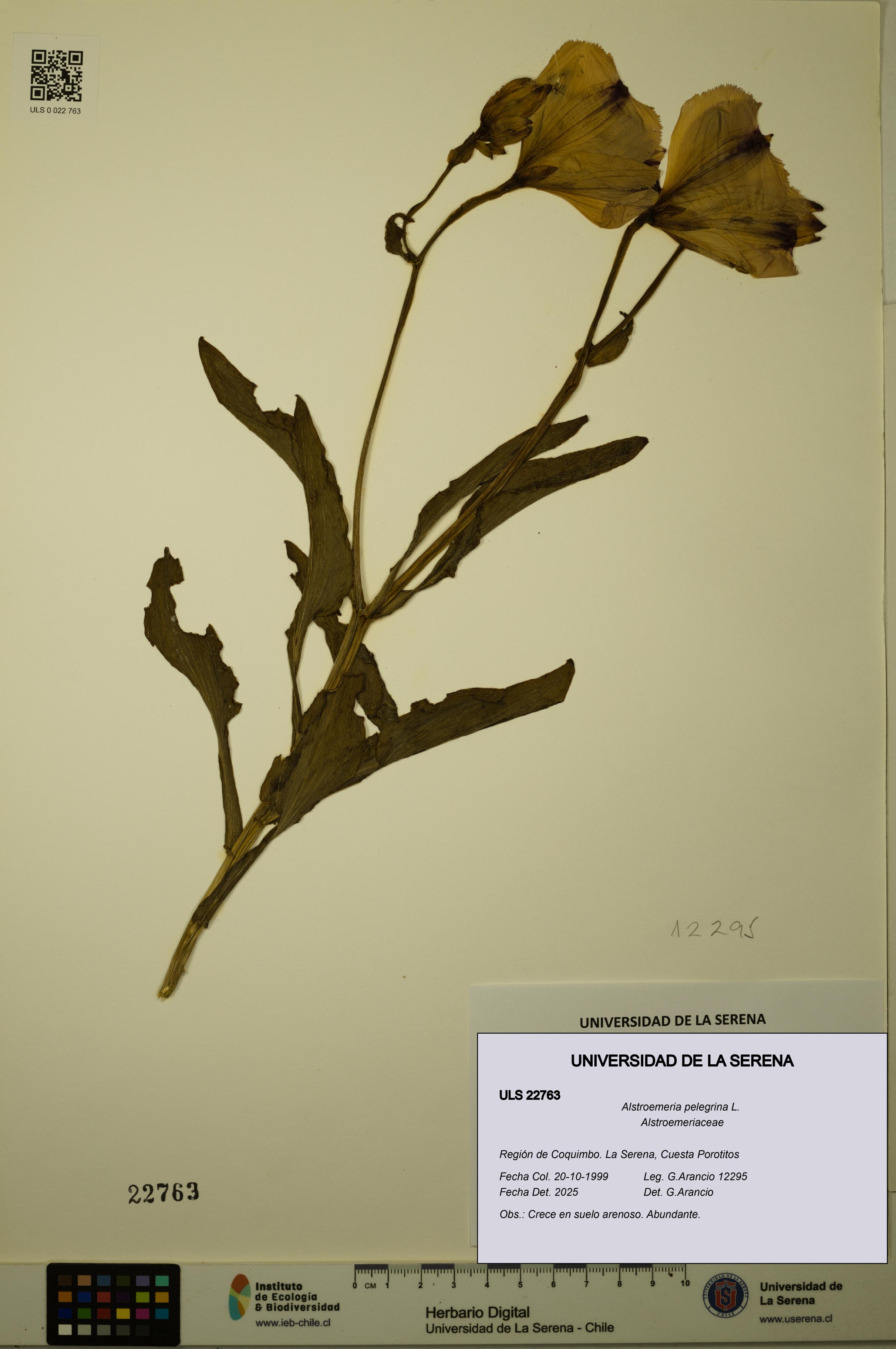 Alstroemeria pelegrina [Espécimen: ULS:ULS:0022763]