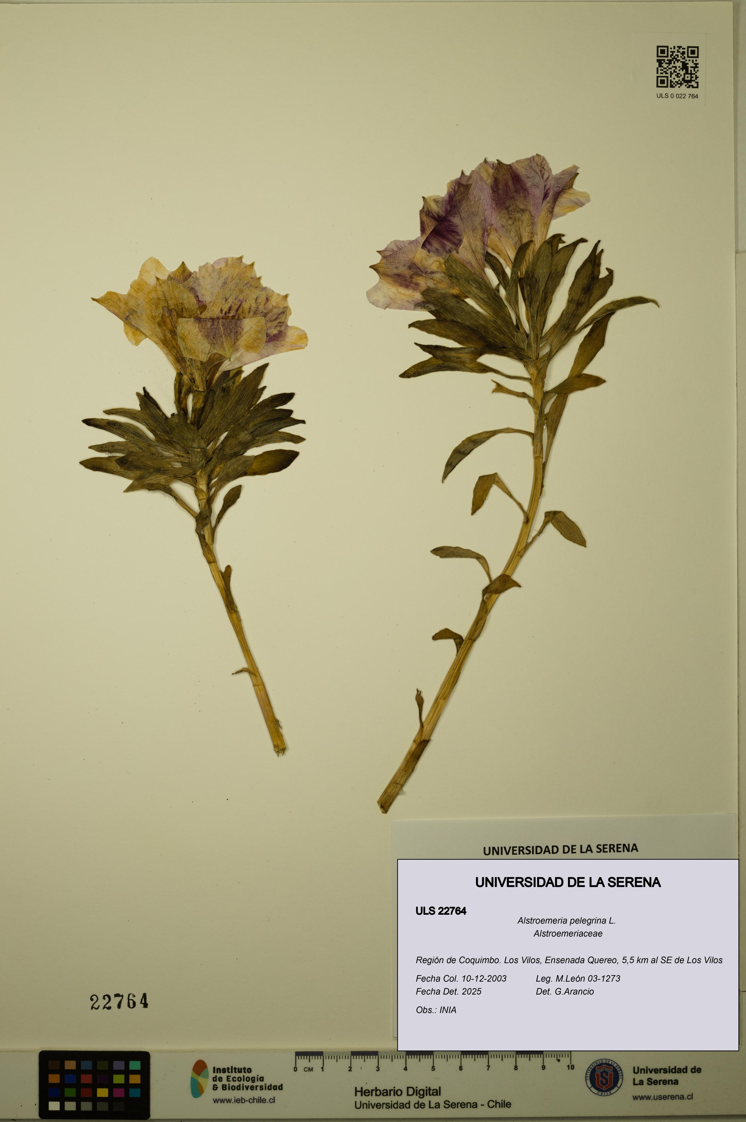 Alstroemeria pelegrina [Espécimen: ULS:ULS:0022764]