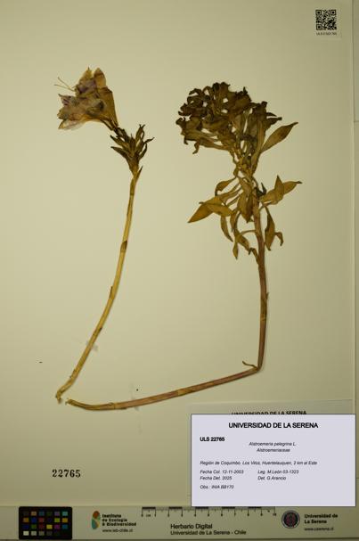 Alstroemeria pelegrina [Espécimen: ULS:ULS:0022765]