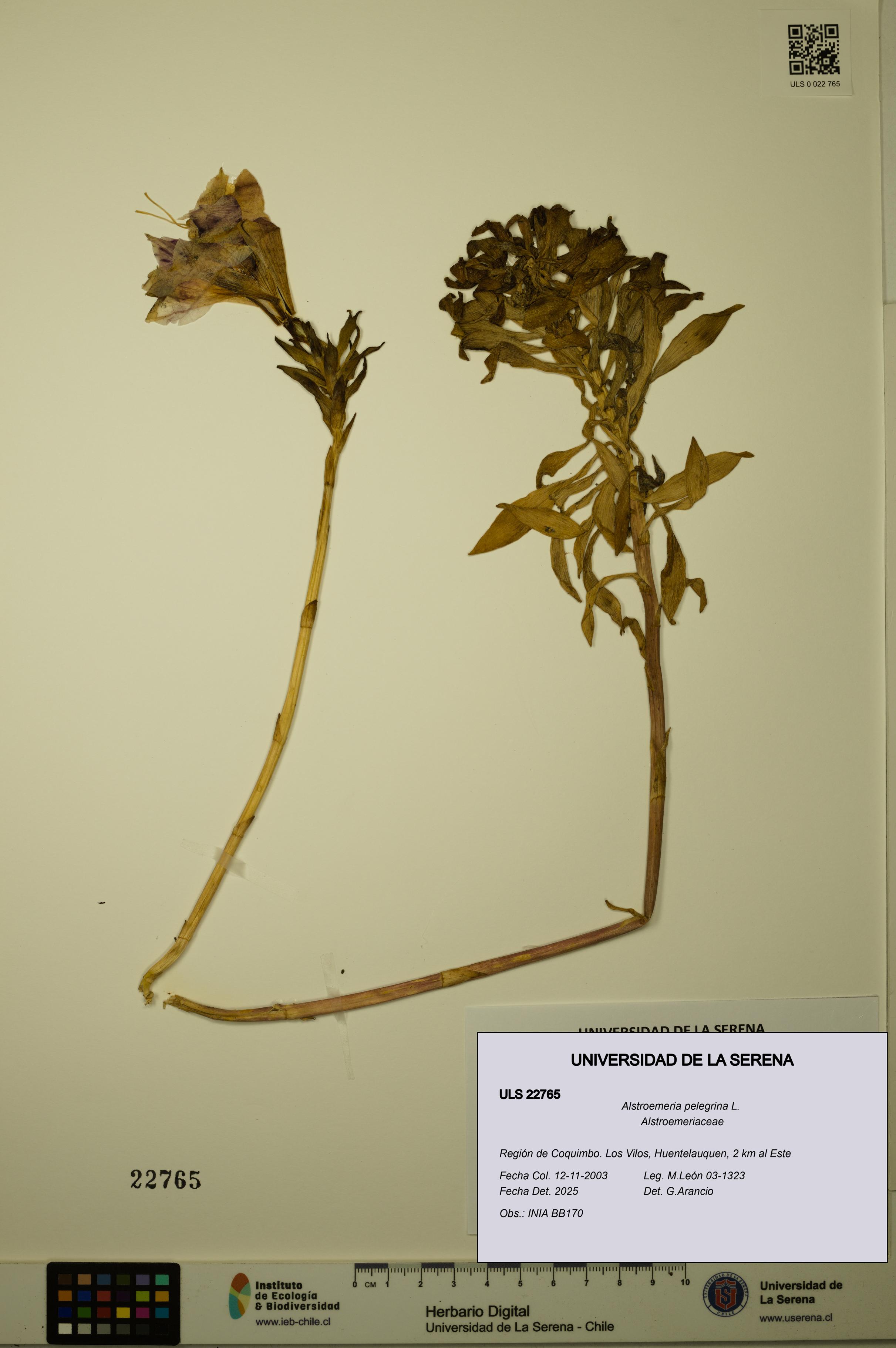 Alstroemeria pelegrina [Espécimen: ULS:ULS:0022765]