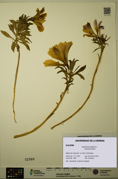 Alstroemeria pelegrina [Espécimen: ULS:ULS:0022766]
