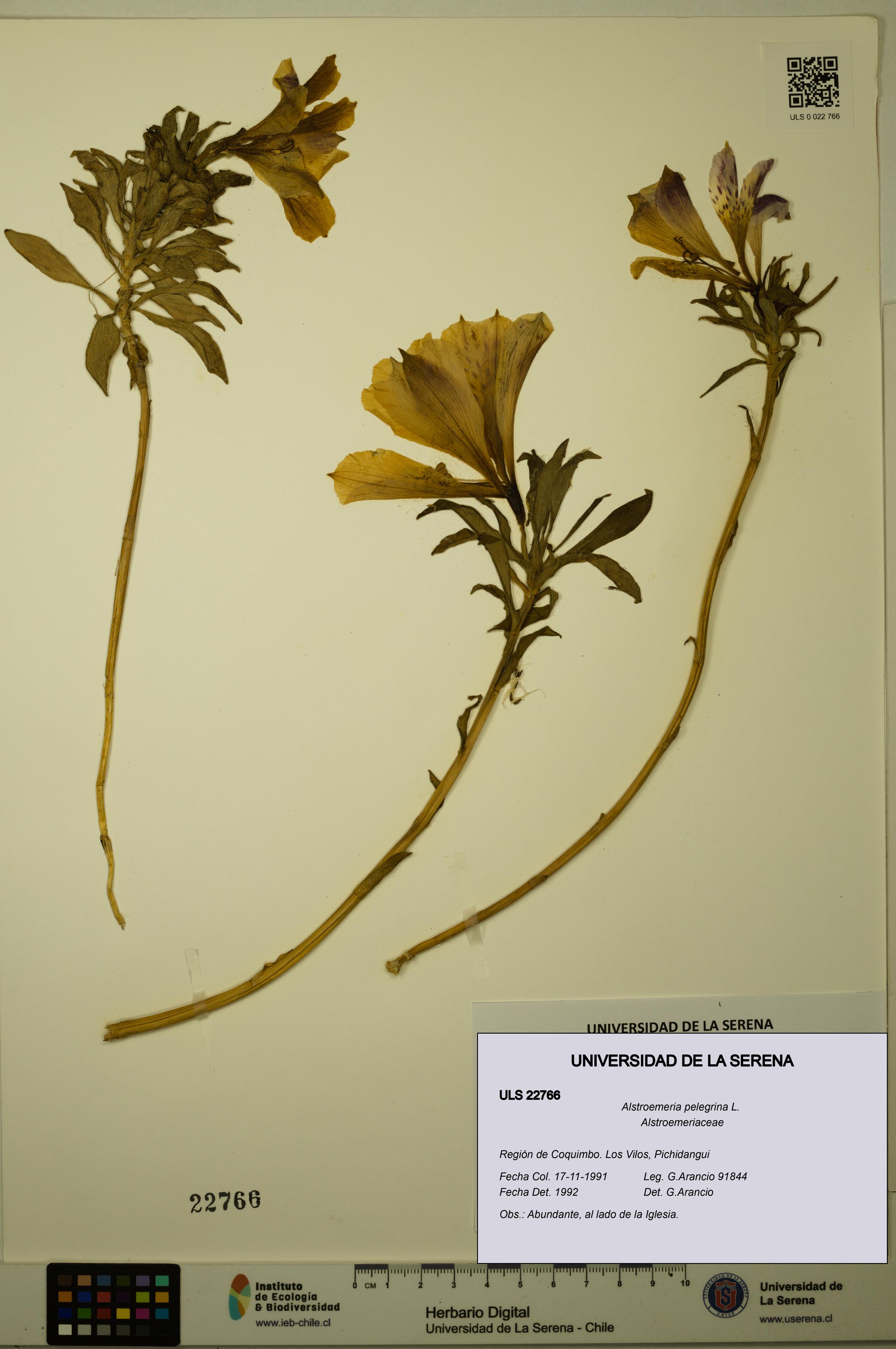 Alstroemeria pelegrina [Espécimen: ULS:ULS:0022766]