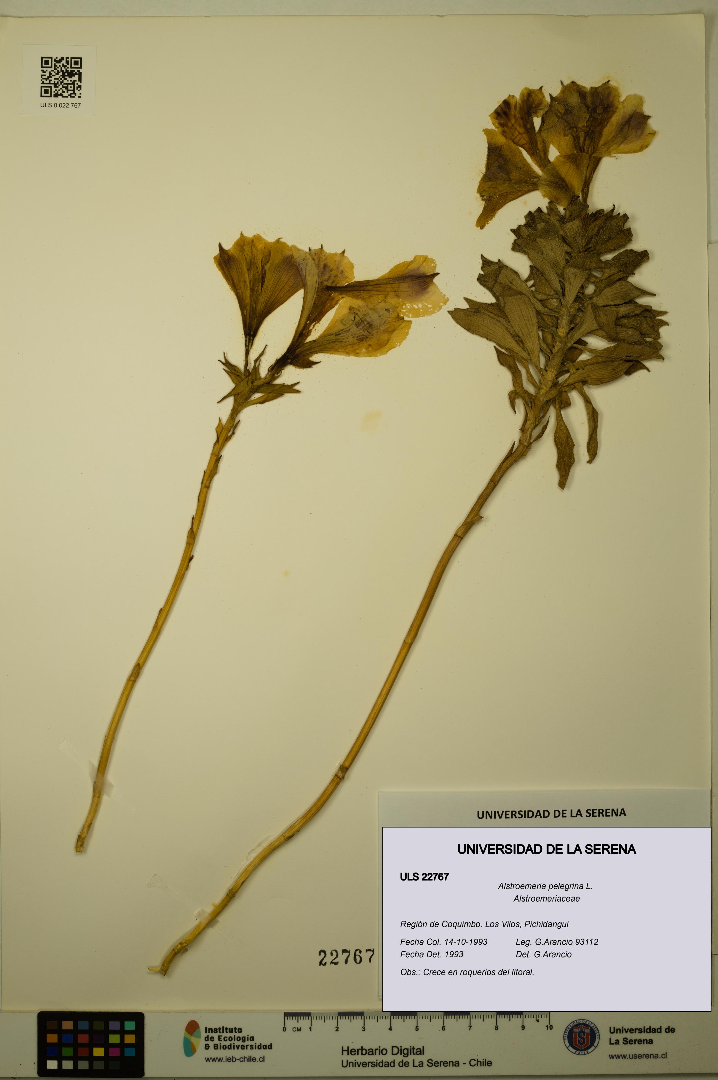 Alstroemeria pelegrina [Espécimen: ULS:ULS:0022767]