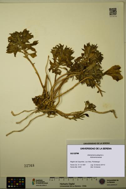 Alstroemeria pelegrina [Espécimen: ULS:ULS:0022768]