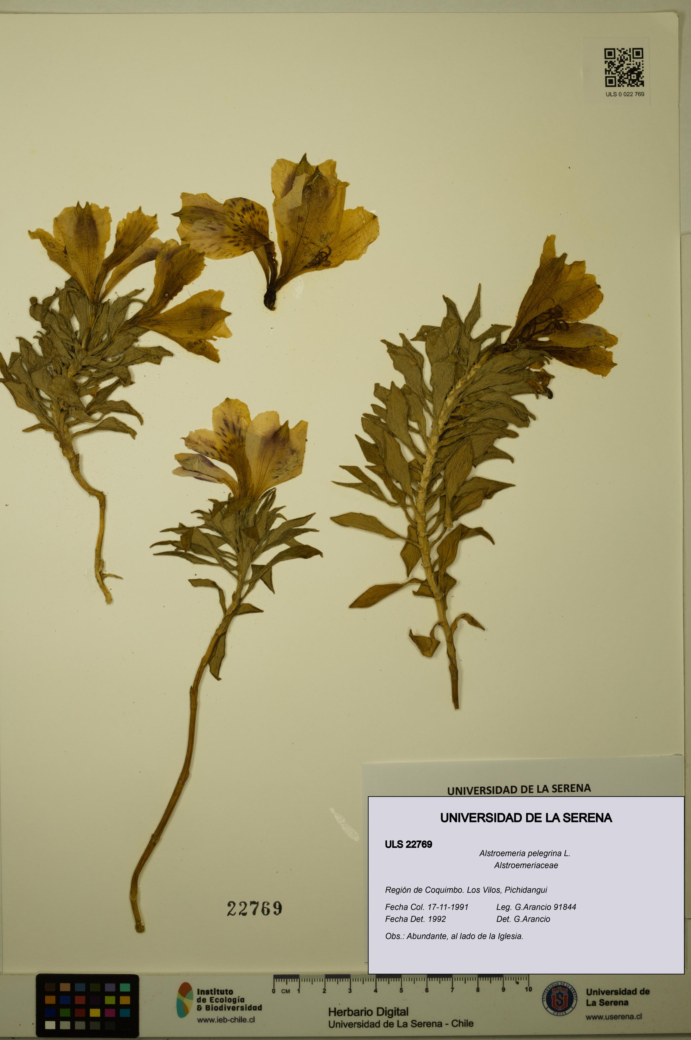 Alstroemeria pelegrina [Espécimen: ULS:ULS:0022769]