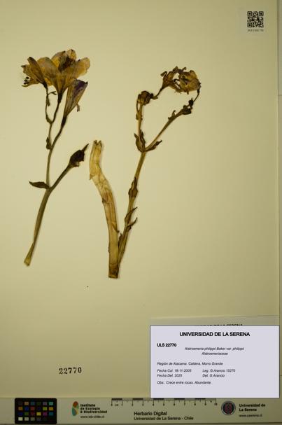 Alstroemeria philippii [Espécimen: ULS:ULS:0022770]
