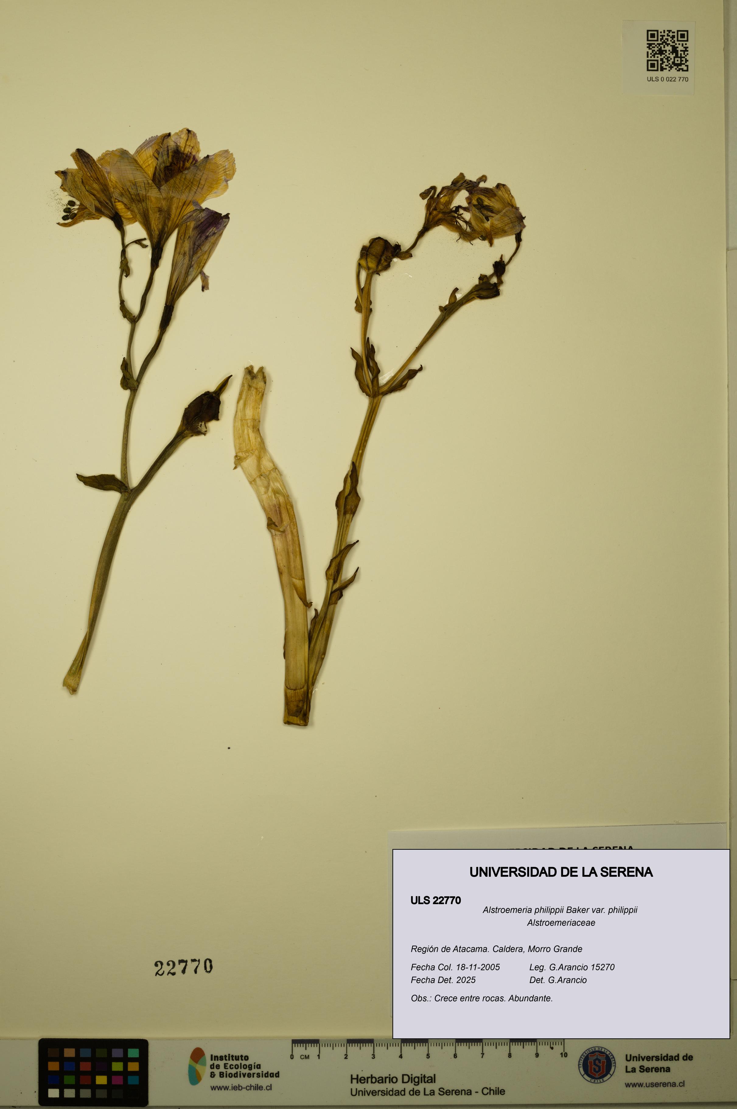 Alstroemeria philippii [Espécimen: ULS:ULS:0022770]