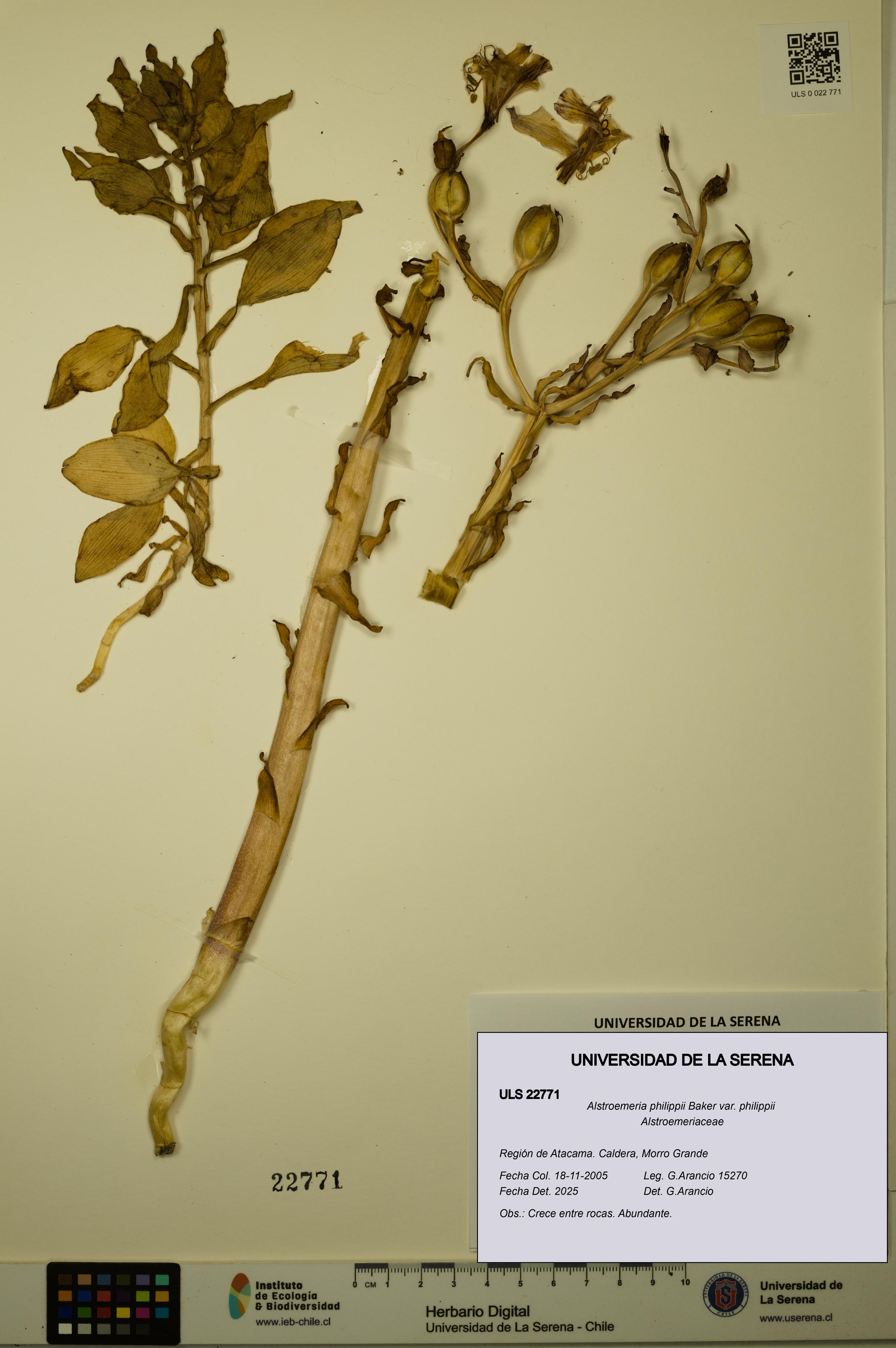Alstroemeria philippii [Espécimen: ULS:ULS:0022771]
