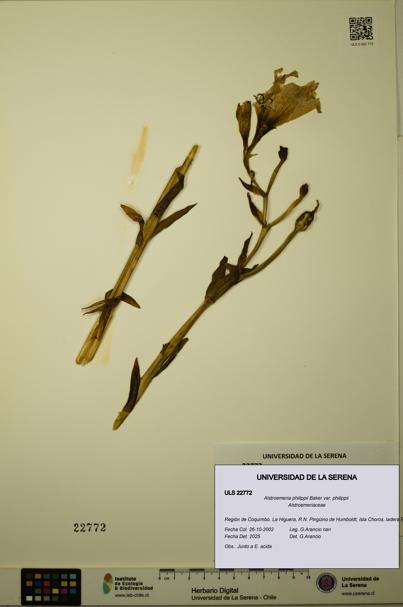 Alstroemeria philippii [Espécimen: ULS:ULS:0022772]