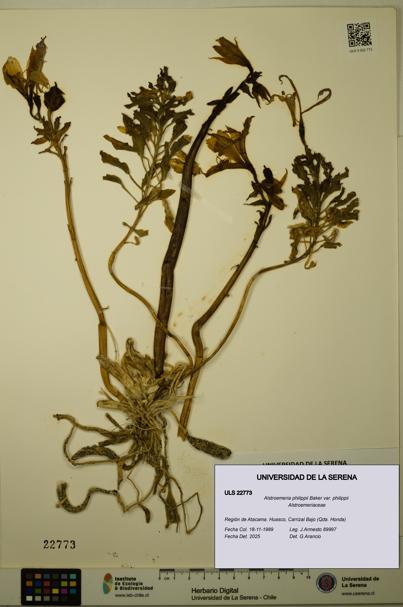 Alstroemeria philippii [Espécimen: ULS:ULS:0022773]